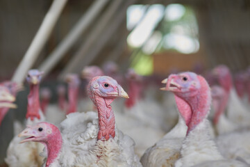 Turkey, flock and birds on farm for agriculture, growth and sustainable poultry industry. Group, fowl and animals on USA ranch for Thanksgiving, meat industry and together for breeding in barn