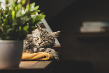 Süßes Maine Coon Kitten 