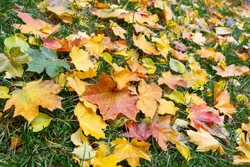 Fallen yellow and brown autumn maple leaves in the Forest or Park, on the green grass