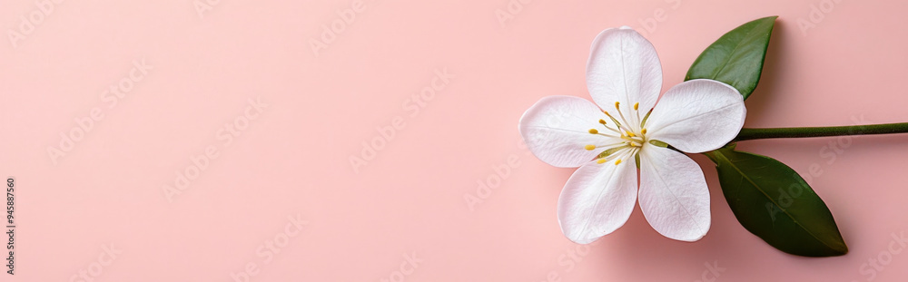 Wall mural jasmine flower on a light pink background, with clean lines and ample space for text