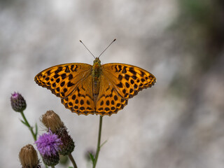 Kaisermantel (Argynnis paphia)