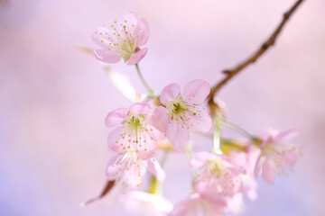 Fototapeta premium pink cherry blossom sakura flowers in close up