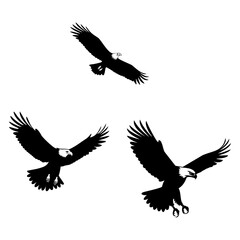 Obraz premium Flock of eagle in flight