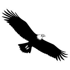 Obraz premium eagle in flight