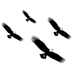 Flock of eagle in flight