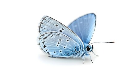 Tiny Blue Butterfly Resting With Closed Wings on White Background