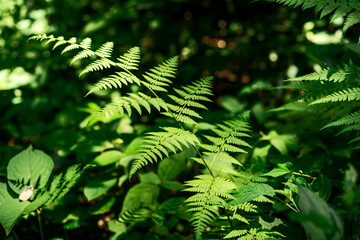 森の中のシダ植物