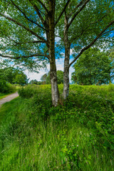 Lickey Hills country Park West Midlands England UK.