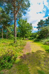 Obraz premium Lickey Hills country Park West Midlands England UK.