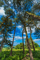 Lickey Hills country Park West Midlands England UK.