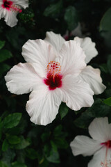 Tropical flower photographed in the exotic Monte Palace Tropical Garden in Madera, Funchal