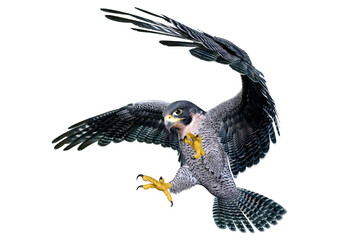 3D Rendering Falcon Bird on White