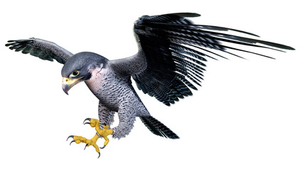 3D Rendering Falcon Bird on White