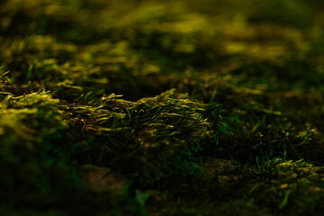 Moss at dawn. Macro photo.