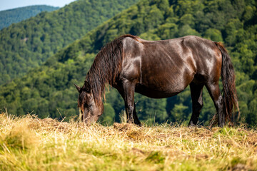 Obraz premium Black horse grazing on a sunny hillside