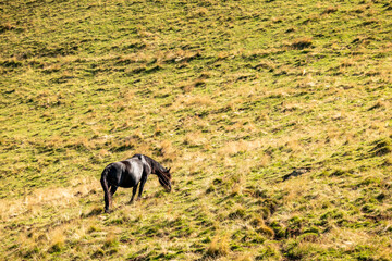 Grazing black horse on a grassy hill