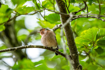 Chaffinch perched on a tree branch in a forest