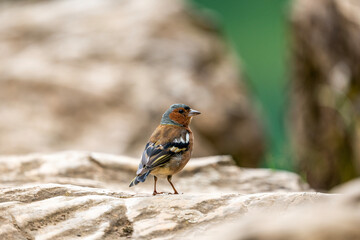 Chaffinch walking on rocky terrain