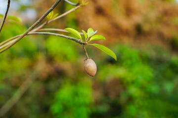 Sapodilla fruits with green leaves and branches in orchard.

Manilkara zapota, commonly known as sapodilla, sapote, chicozapote, chicoo, chiku, chicle, naseberry, nispero, or soapapple.