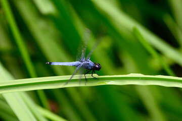 dragonfly on a green leaf
