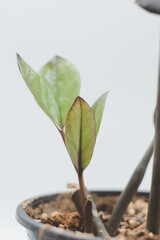 Close up of green leaves on a blurred background, Zamioculcas Zamiifolia Black, House plant - Zamioculcas Zamiifolia Black ZZ Plant Rare Aroid Air Purifier