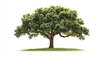 Fototapeta premium A large, lush tree with a wide canopy on a grassy area against a white background.