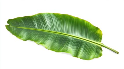 Fototapeta premium A large, vibrant green leaf with prominent veins, showcasing natural beauty.