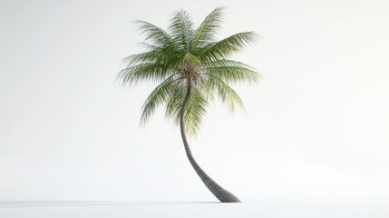 Obraz premium A lone palm tree with a curved trunk against a minimalist background.