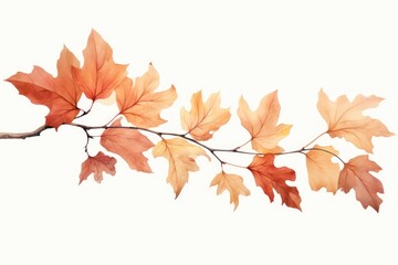 Fototapeta premium Leaves maple plant leaf.