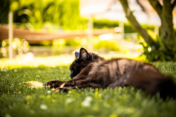 Maine Coon im Garten
