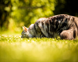 Maine Coon im Garten © la.hoschi.pictures