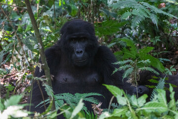 Mountain gorilla