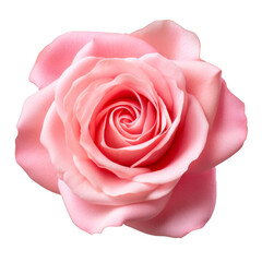 Pink Rose Isolated on a Transparent Background