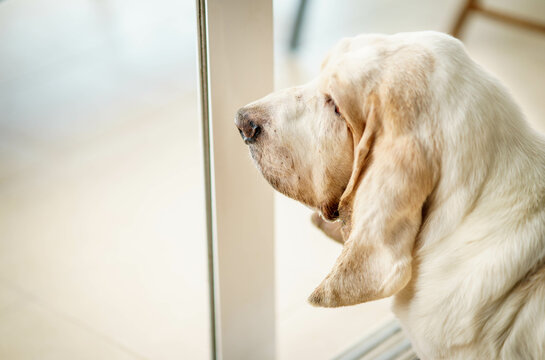 Melancholic Portrait of White Basset Hound Dog Looking Out of Window