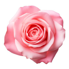 Pink Rose Isolated on a Transparent Background