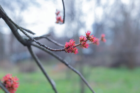 A small red corymbose flower of the silver maple, Acer saccharinum L., on a tree branch in early spring
