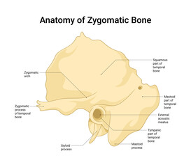 Anatomy of Zygomatic Bone Structure