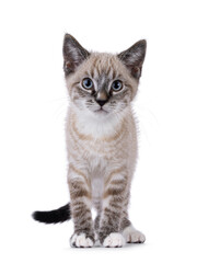 Cute house cat kitten, with tabby point pattern, standing up facing front. Looking straight to camera. Isolated on a white background.