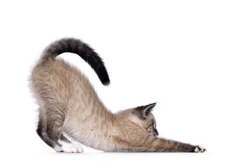 Cute house cat kitten, with tabby point pattern, bowing down side ways like stretced downwards dog...