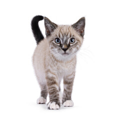 Fototapeta premium Cute house cat kitten, with tabby point pattern, standing up facing front. Walking towards viewer. Looking to camera with a lot of attitude. Isolated on a white background.