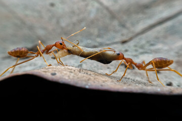 Two weaver ants fighting over food on a dry leaf