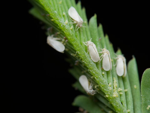 Colonies of whiteflies and clusters of their eggs on the leaves