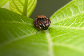 Cute jumping spider eat prey on the leaves