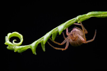 Beautiful orb weaver spider under the fern leaf