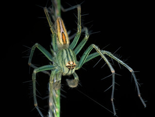 Striped lynx spider on the grass