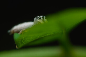 White jumping spider on the leaf