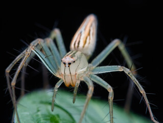 Striped lynx spider on the leaf