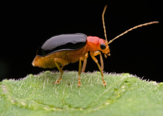 Leaf beetle on the hairy leaves