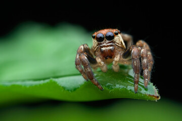 Jumping spider sitting on the leaves