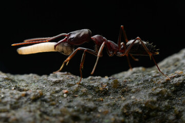 Trap jaws ants carrying their eggs